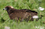 Bruine Kiekendief (Circus aeruginosus)