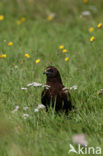 Bruine Kiekendief (Circus aeruginosus)