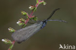 Bruine metaalvlinder (Rhagades pruni)