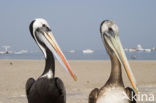 Bruine pelikaan (Pelecanus occidentalis)