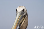 Bruine pelikaan (Pelecanus occidentalis)