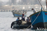 Brown pelican (Pelecanus occidentalis)