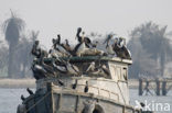 Brown pelican (Pelecanus occidentalis)