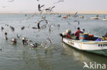 Brown pelican (Pelecanus occidentalis)