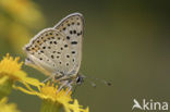 Bruine vuurvlinder (Lycaena tityrus) 