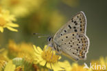 Bruine vuurvlinder (Lycaena tityrus) 