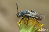 Wasp-bee (Nomada fuscicornis)