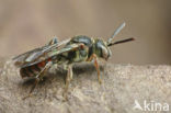 Bruinsprietwespbij (Nomada fuscicornis) 