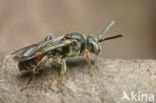 Wasp-bee (Nomada fuscicornis)