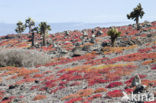 Cactus (Opuntia spec.)