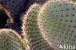 Cactus (Opuntia spec.)