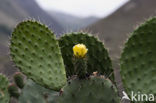 Cactus (Opuntia spec.)