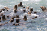 Californian sea lion (Zalophus californianus)