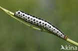 Calyptra thalictri