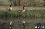 Canada Goose (Branta canadensis)