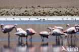 Chilian Flamingo (Phoenicopterus chilensis) 