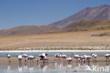 Chileense Flamingo (Phoenicopterus chilensis) 