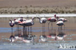 Chilian Flamingo (Phoenicopterus chilensis) 