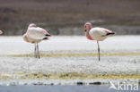 Chilian Flamingo (Phoenicopterus chilensis) 