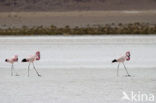 Chilian Flamingo (Phoenicopterus chilensis) 