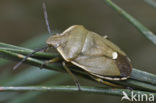 Chlorochroa pinicola