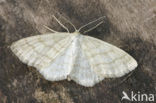 Crème stipspanner (Scopula ternata)