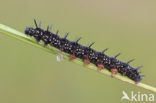 Peacock (Inachis io)