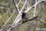 Darwin’s finche (Geospiza spec.)