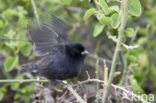 Darwin’s finche (Geospiza spec.)