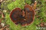 Dennenmoorder (Heterobasidion annosum)