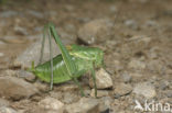Large Saw-tailed Bush-cricket (Polysarcus denticauda)