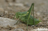 Large Saw-tailed Bush-cricket (Polysarcus denticauda)