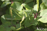 Dikbuiksprinkhaan (Polysarcus denticauda)