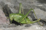Large Saw-tailed Bush-cricket (Polysarcus denticauda)
