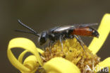 Dikkopbloedbij (Sphecodes monilicornis)