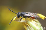 Dikkopbloedbij (Sphecodes monilicornis)