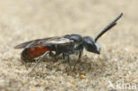 Sphecodes monilicornis