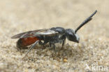 Dikkopbloedbij (Sphecodes monilicornis)