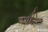 Dobbelsteensprinkhaan (Platycleis tessellata)