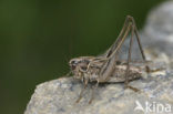 Dobbelsteensprinkhaan (Platycleis tessellata)