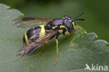 Donkere fopwesp (Chrysotoxum bicinctum)