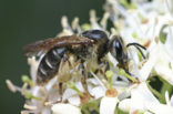 Donkere klaverzandbij (Andrena labialis) 