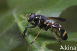 Donkere wespvlieg (Temnostoma bombylans)