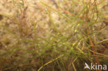 Translucent Stonewort (Nitella translucens)