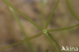 Translucent Stonewort (Nitella translucens)