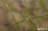 Doorschijnend glanswier (Nitella translucens)