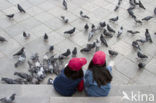 Pigeon (Columba spec.)