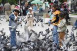 Pigeon (Columba spec.)