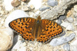 Niobe Fritillary (Argynnis niobe)