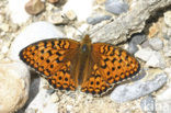 Duinparelmoervlinder (Argynnis niobe) 